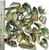 Paua Shell pcs Classic Highly Polished - 3kg bag