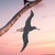 Albatross Metal Wall Art – Corten Steel