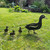Duckling 1 Corten Steel Garden Art Scene