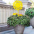 Sunflower Garden Art – Yellow Steel