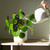 Mini Morepork Pot Plant Art