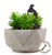 Mini Kererū Pot Plant Art