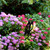 Morepork Garden Art – Black Steel