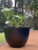 Kererū & Pūkeko Garden Screen – Black Steel