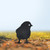 Chick 1 Garden Art – Black Steel