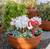 Mini Heart Garden Art – Red Steel