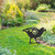 Takahē Garden Art – Corten Steel