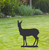 Large Standing Hind Garden Art – Corten Steel