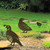 Female Quail Garden Art – Corten Steel