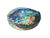 Trophy Paua Shell