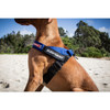 EzyDog Harness Express S Blue