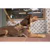 EzyDog  Leash Vario 4 25 S Corduroy