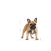 Royal Canin Dog Adult French Bulldog 3Kg