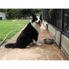 ZEEZ Premium Ss Pet Bowl 2.75L
