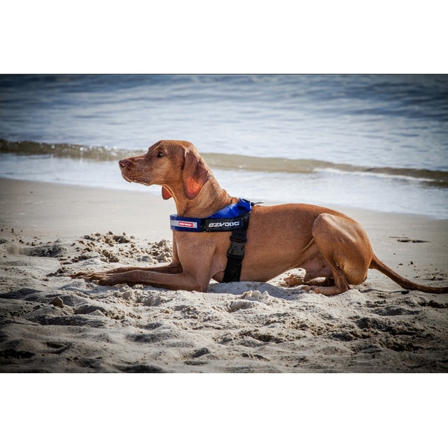 EzyDog Harness Express S Blue Mooey's Pty Ltd