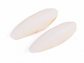 Kazoo Bird Cuttlebone Natural - Medium 2pk