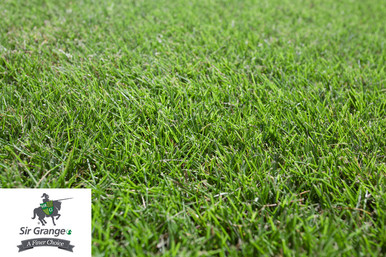 Sir Grange Turf - Zoysia p/m2
