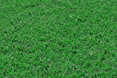 Sir Walter Turf p/m2
