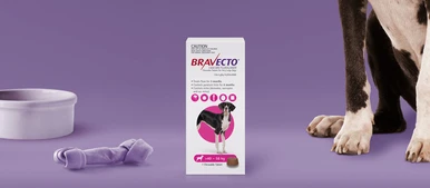 Bravecto Chew for Dogs 40-56Kg