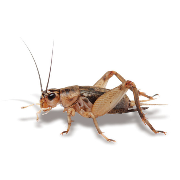 Pisces Live Food - Crickets Large