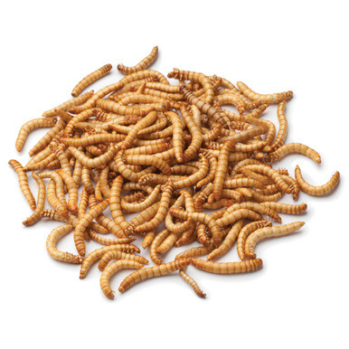 Pisces Live Food - Mealworms 100G Tub
