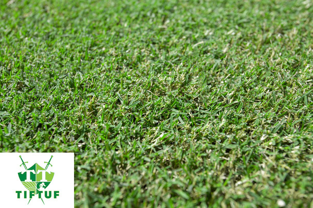 Tiftuf Turf - Hybrid Bermuda p/m2