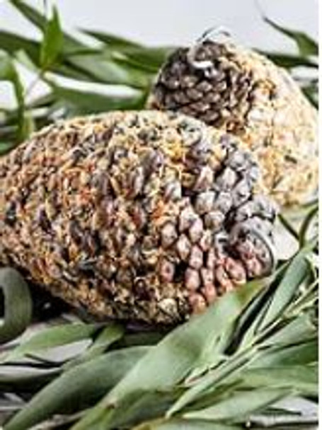 Forage Parrot Pinecone Treat - Small