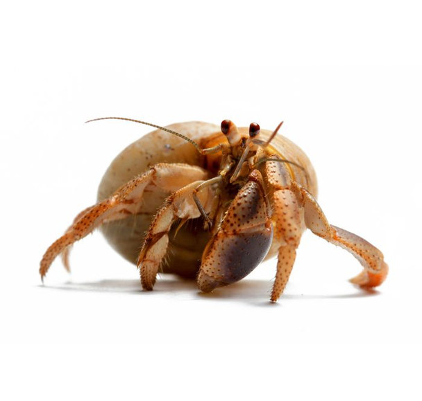 Hermit Crab - Small