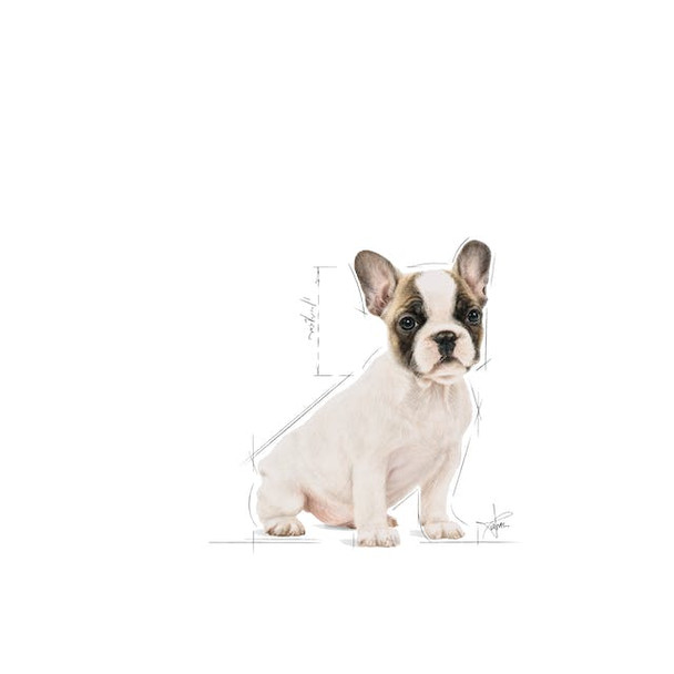 Royal Canin Junior French Bulldog 3kg