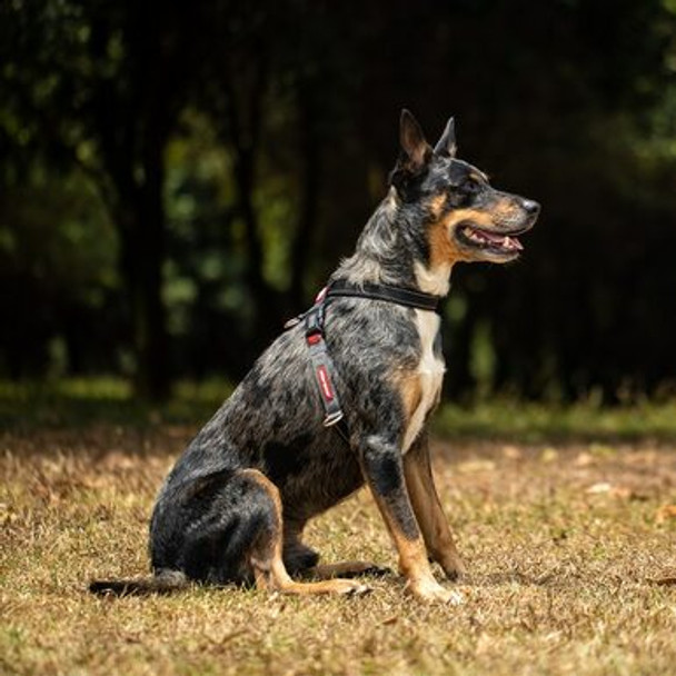 EzyDog Harness Crosscheck L Red