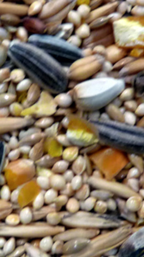 Avigrain - Small Parrot 20Kg