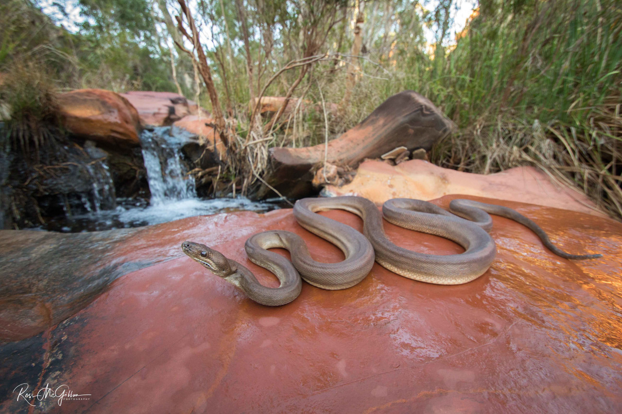Australian Reptile Photographer Ross McGibbon | Pilbara Olive Python ...