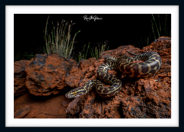 Australian Reptile Photographer Ross McGibbon | Stimson’s Python Prints