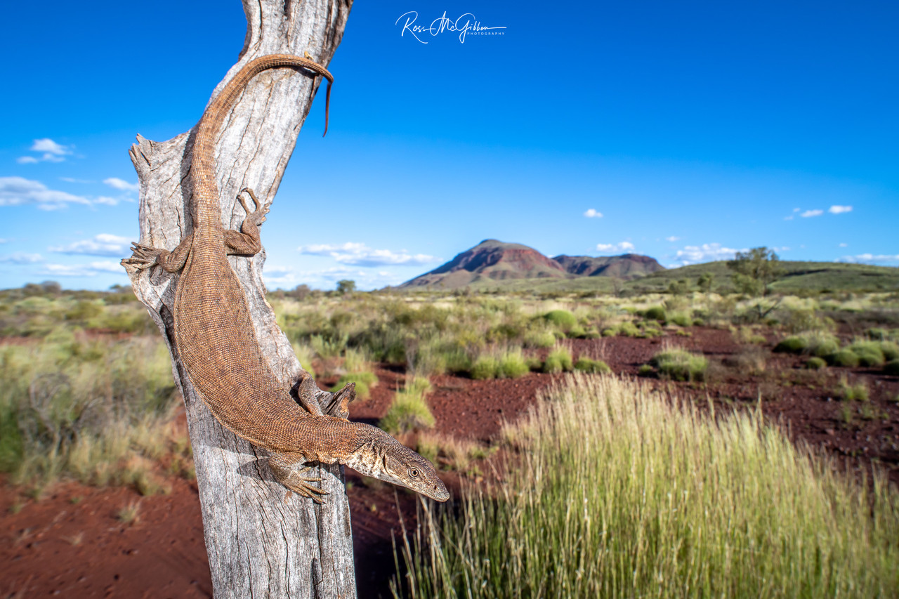 Australian Reptile Photographer Ross McGibbon Bush's Monitor Digital