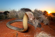 TRACKING TEMPORALIS: Search for the Mysterious Western Desert Taipan