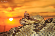 Crotalus, Cactus & Coronas: Arizona, Here We Come
