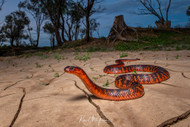 The Ruby of the Blacksoil: A Search for the Rare Collett’s Snake - Article published in AHS Red Bellied Courier (2019)