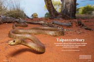 Taipan Territory - Article featured in Australian Geographic issue 144 (2018)