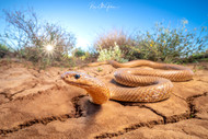 MISSION IMPOSSIBLE: Search for the elusive Ingram's Brown Snake - Article published in AHS Red Bellied Courier (2022)