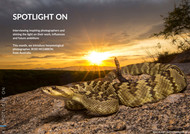 Wild Planet Photo Magazine Interview (2020)