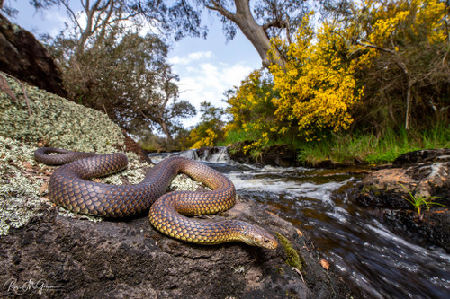 Captivating Copperhead (Print)