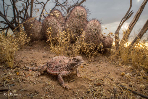 Desert Horned Lizard Digital Download