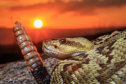 Radiant Rattler (Digital)