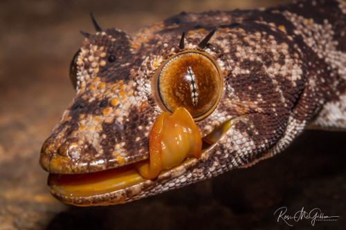 Northern Spiny-tailed Gecko Digital Download