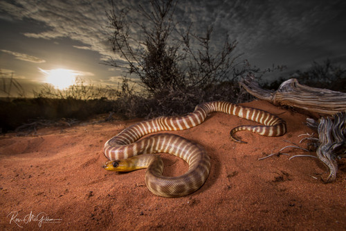 Woma Python Sunset - Digital Download