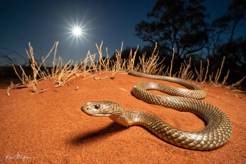 Moonlit Mulga Snake (Print)