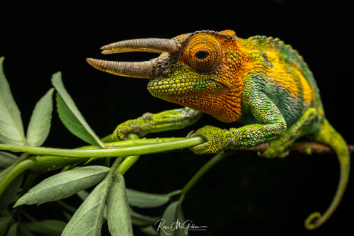 Johnston's Three-Horned Chameleon (Print)