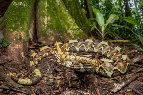 The Revered Rhinoceros Viper (Print)