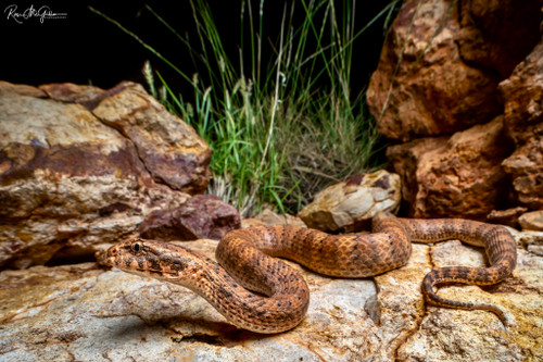Divine Dajarra Death Adder (Digital)