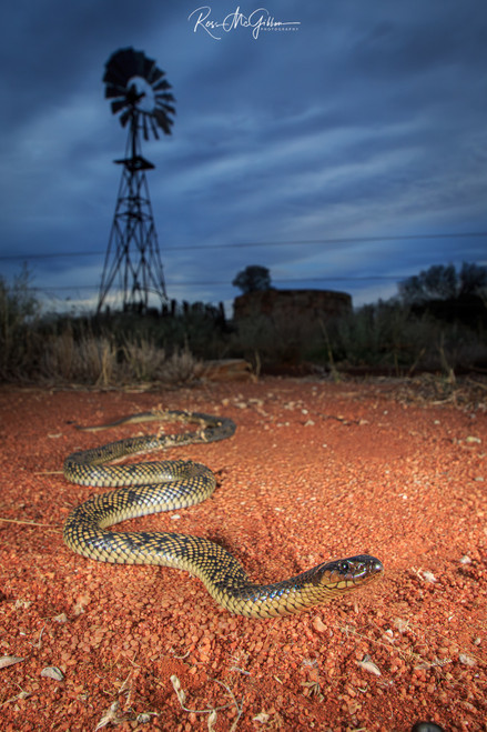 Spotted Mulga Windmill Digital Download